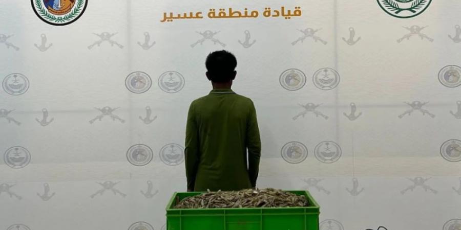 حرس الحدود بعسير يضبط مقيمًا مخالفًا للائحة الأمن والسلامة لمزاولي الأنشطة البحرية في المناطق البحرية للمملكة - هرم مصر