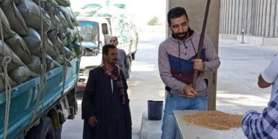 محافظ المنيا: توريد 507 آلاف طن من محصول القمح منذ بدء موسم 2025 - هرم مصر