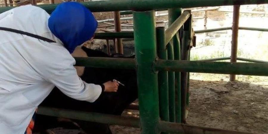 فحص 3 آلاف رأس ماشية ضد البروسيلا والسل البقري بالشرقية - هرم مصر