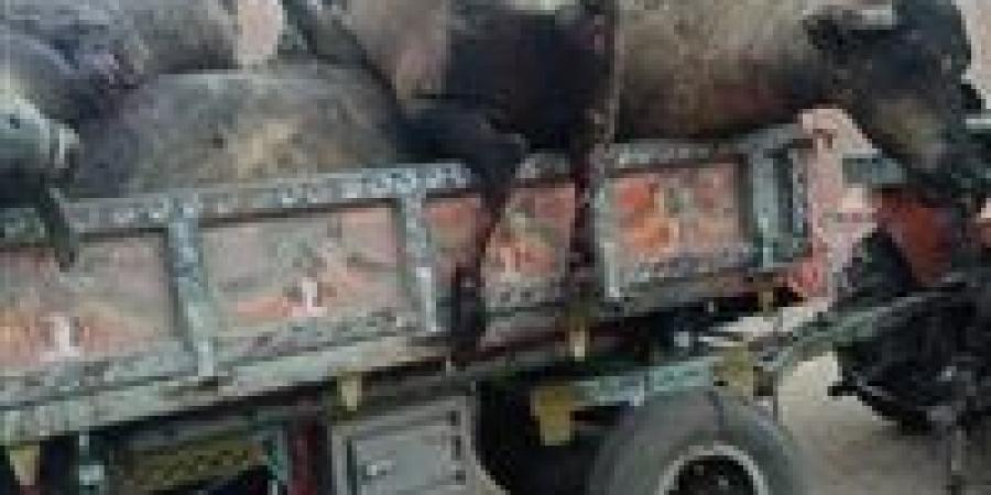 حريق هائل يلتهم 16 رؤوس ماشية بقرية ميت غزال بالغربية - هرم مصر