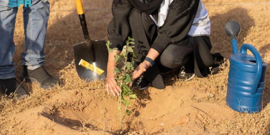 في إنجاز بيئي يُجسد التزام المملكة بالاستدامة.. زراعة 31 مليون شجرة في المنطقة الشرقية - هرم مصر