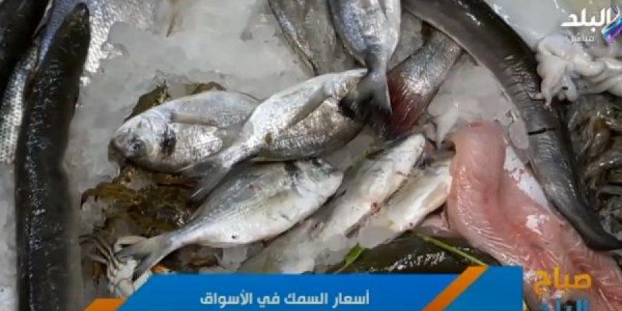 السبيط بـ520 جنيها.. أسعار الأسماك اليوم في الأسواق بعد عيد الأضحى - هرم مصر
