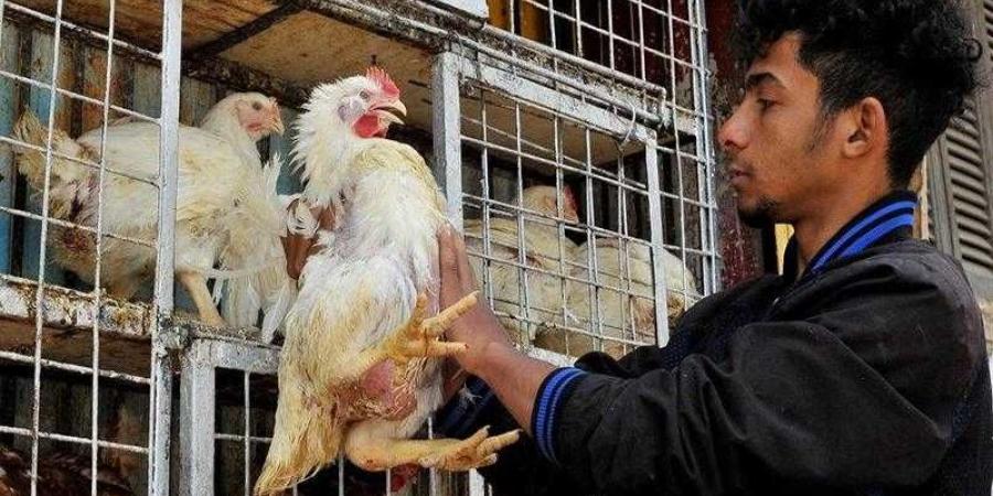 أسعار الدواجن والبيض في الأسواق اليوم الثلاثاء - هرم مصر