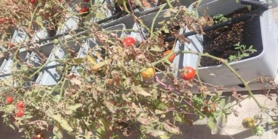 محافظ القاهرة نجاح نموذج زراعة أعلى اسطح عقارات مدينة الاسمرات - هرم مصر