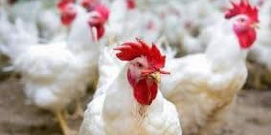 الفراخ البيضاء بكام؟.. أسعار الدواجن في مصر اليوم الثلاثاء 17 يونيو 2025 - هرم مصر