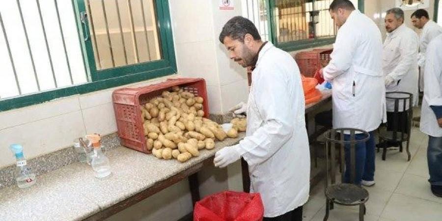 لإعدادها للتصدير.. الزراعة تعلن فحص 1.3 مليون طن بطاطس مائدة - هرم مصر