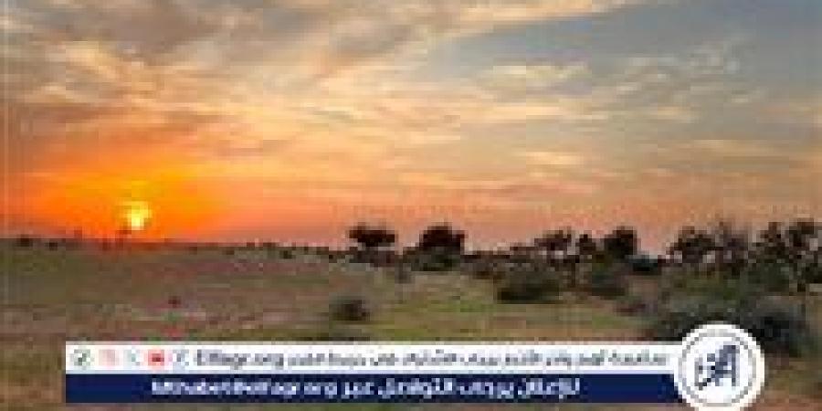 محمية الإمام تركي تفعّل اليوم العالمي لمكافحة التصحر.. «معًا لبيئة أكثر ازدهارًا» أخبار الأربعاء 18 يونيو - هرم مصر