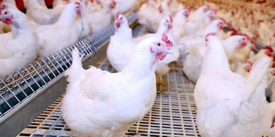 نزلت 12 جنيه.. مفاجأة في أسعار الدواجن والبانيه اليوم السبت - هرم مصر