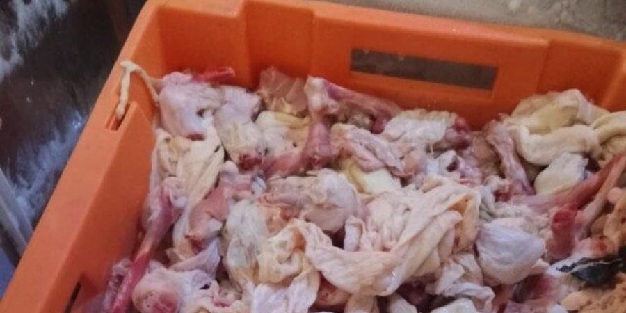 ضبط منتجات دواجن منتهية الصلاحية وعصائر مجهولة المصدر بالقليوبية - هرم مصر