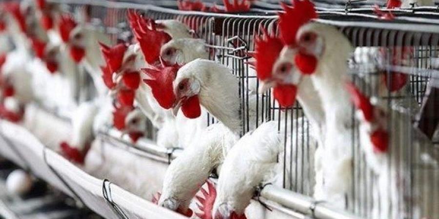 نزلت تاني.. انخفاض قوي في أسعار الدواجن والبانيه اليوم الإثنين - هرم مصر