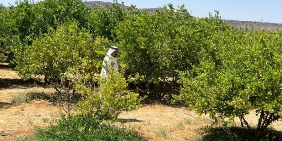 بيئة خليص تنفذ جولات رقابية وتسحب عينات من منتجات المزارعين في وادي قديد - هرم مصر