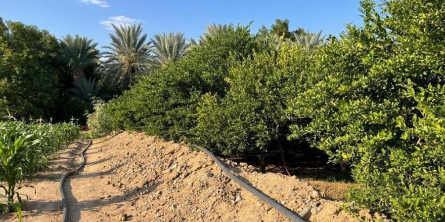 3.2 % من إجمالي العينات الزراعية بمكة غير مطابقة - هرم مصر