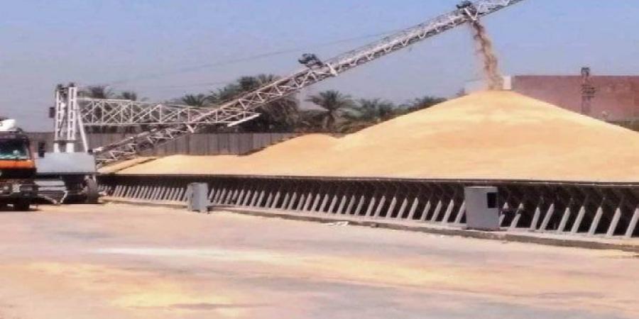 توريد القمح يفوق المستهدف بـ113%.. قفزة نوعية نحو الأمن الغذائي بأسوان - هرم مصر
