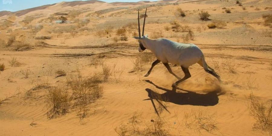 تسجيل محمية عروق بني معارض في القائمة الخضراء للاتحاد الدولي لحماية الطبيعة - هرم مصر