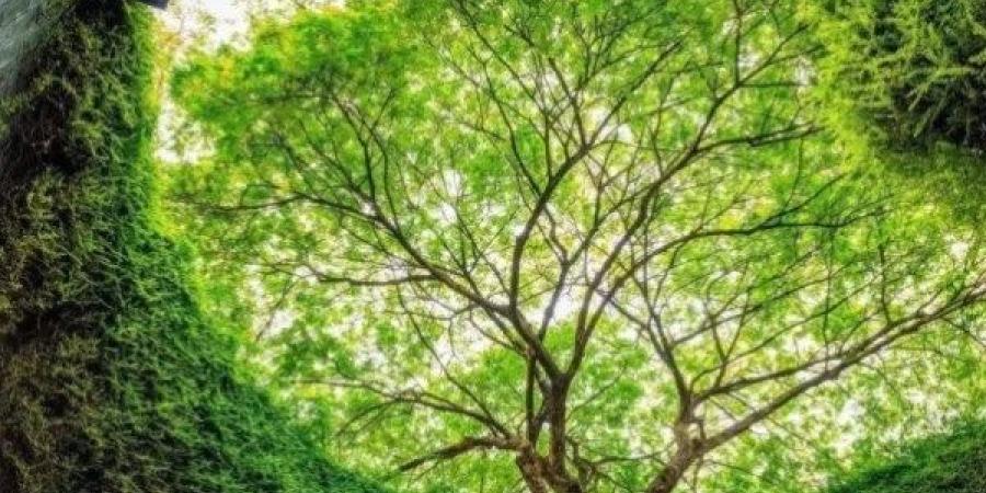 إنشاء غابة تفوق مساحة أمريكا الشمالية لخفض انبعاثات الكربون - هرم مصر