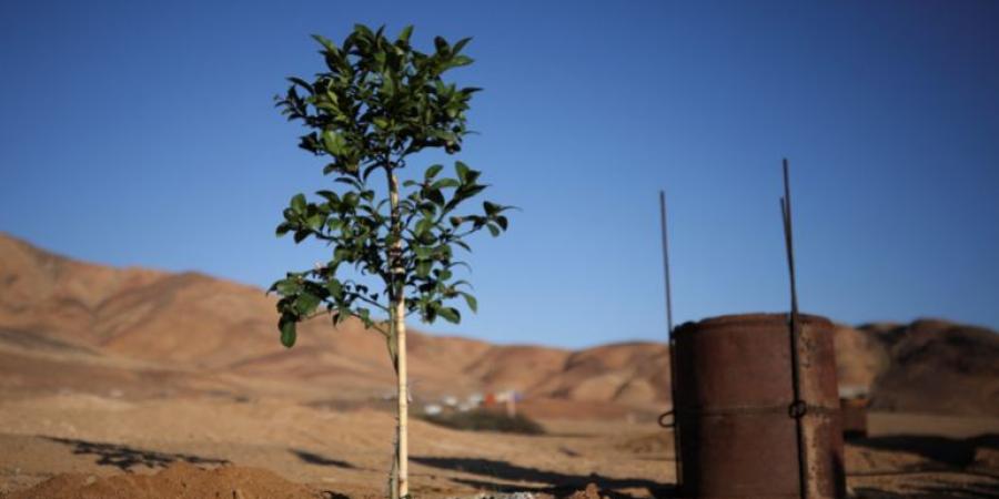 ماء من الضباب.. تجربة لزراعة الصحراء الأكثر جفافا في العالم - هرم مصر