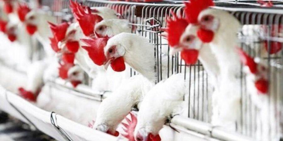 بورصة الدواجن.. أسعار الفراخ اليوم الخميس 26 يونيو 2025 - هرم مصر