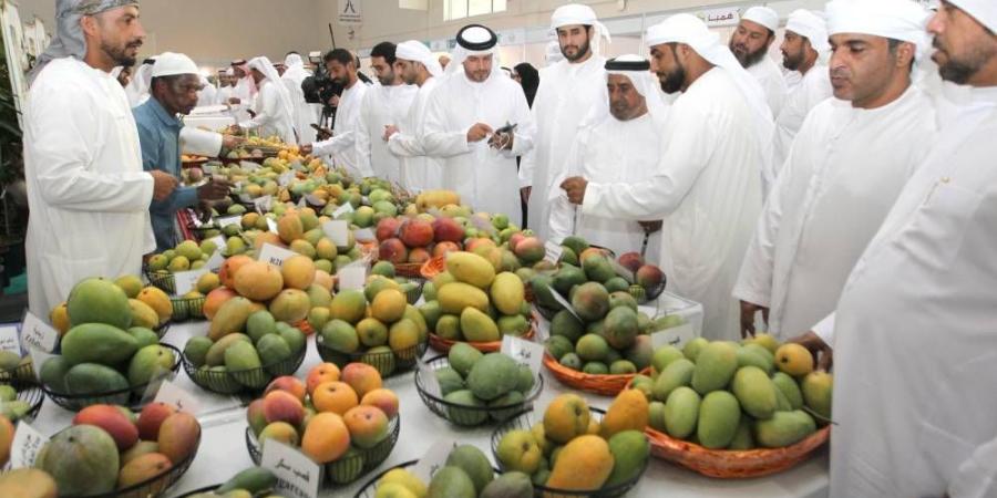 مهرجان المانجو 2025 ينطلق اليوم في «إكسبو خورفكان» - هرم مصر