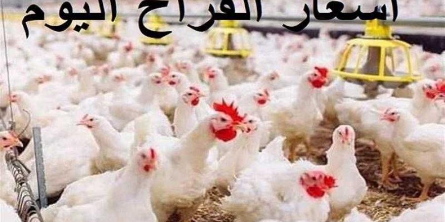أسعار الدواجن والبيض في مصر اليوم الأحد - هرم مصر