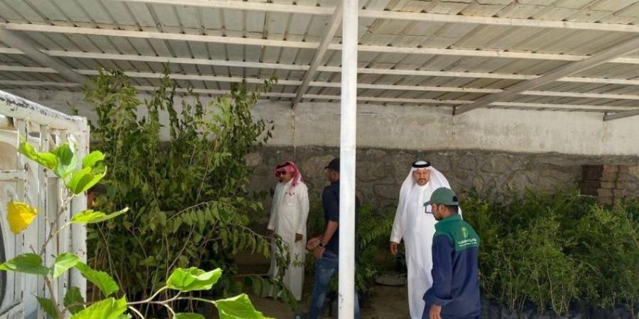 “بيئة بني مالك” توزع 5000 شتلة لتعويض المتضررين من الحرائق في ميسان - هرم مصر