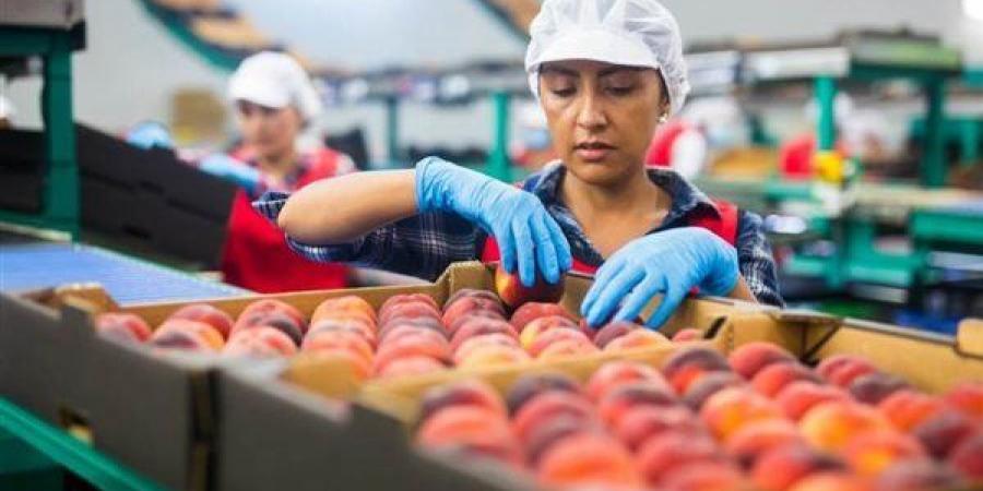 المجلس التصديري: 21 مليون دولار فرص تصديرية ضائعة لنشا الذرة المصري في أسواق واعدة - هرم مصر