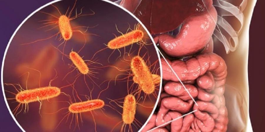 دراسة البكتيريا النافعة تحمي الجسم من سموم PFAS - هرم مصر