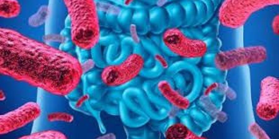 بكتيريا الأمعاء النافعة أمل جديد لعلاج السرطان.. دراسة تثير الجدل - هرم مصر