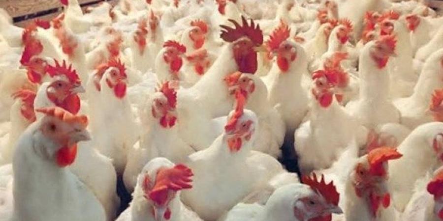استقرار أسعار الدواجن في الوادي الجديد اليوم الخميس 3 يوليو 2025 - هرم مصر
