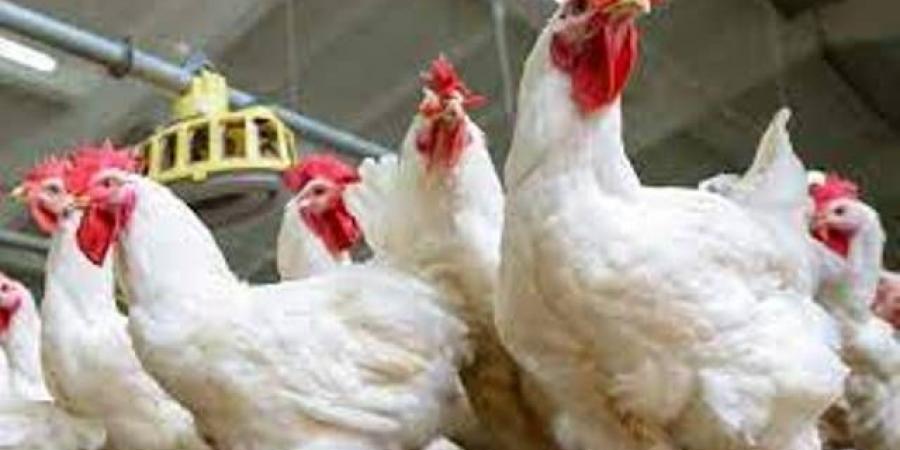 أسعار الدواجن اليوم الجمعة 4-7-2025 - هرم مصر