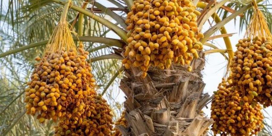 مصر تتصدر إنتاج التمور عالميًا.. وتتوسع في زراعة الأصناف التصديرية | ونقيب الفلاحين يكشف التفاصيل - هرم مصر