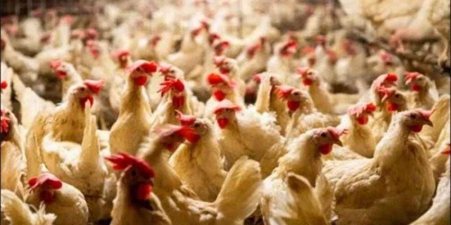 أسعار الدواجن والبيض في مصر اليوم الجمعة - هرم مصر