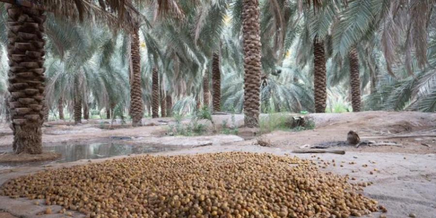 روثانة المدينة المنورة.. رُطب الصيف الأشهر والأكثر طلبًا - هرم مصر