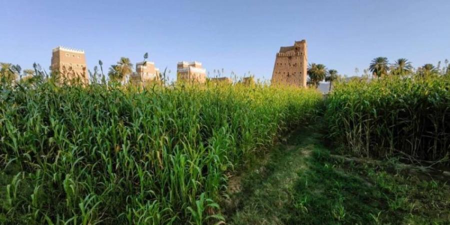 نجران.. وجهة زراعية واعدة تستقطب المستثمرين بفرص نوعية وتقنيات ذكية - هرم مصر