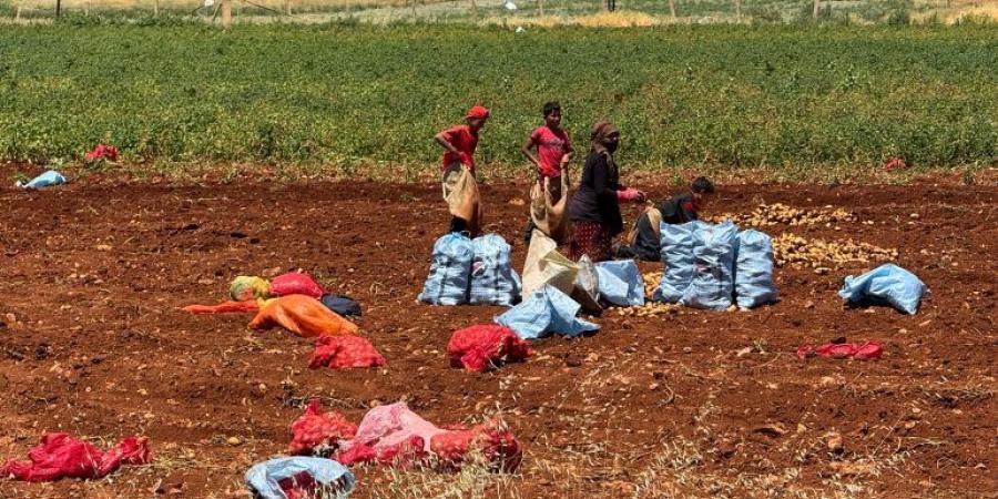 موسم في مهبّ الريح.. مزارعو البقاع اللبناني يواجهون قسوة المناخ وتخلّي الدولة - هرم مصر