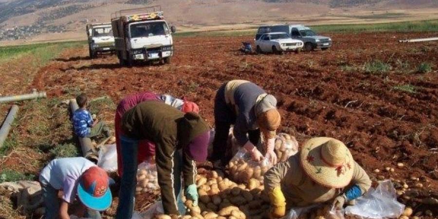 المزارعون في سوريا يستعدون لموسم حصاد كارثي بسبب إسرائيل - هرم مصر