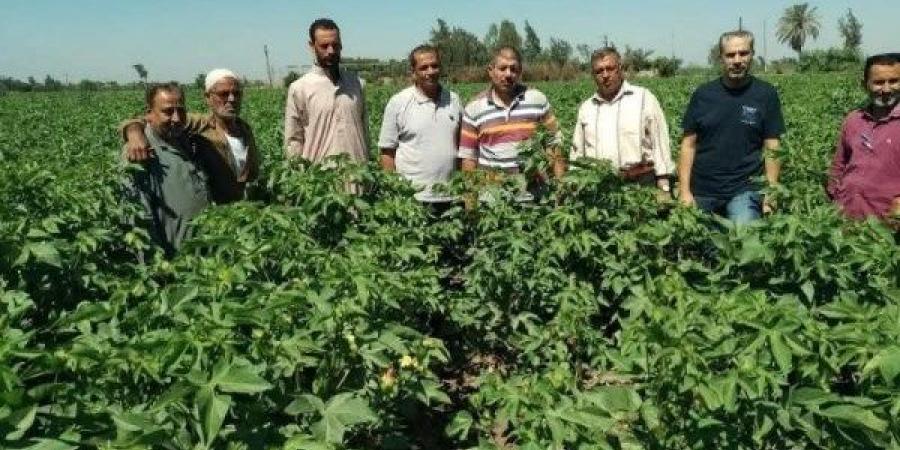 ندوة إرشادية للنهوض بمحصول القطن بكفر الأعصر بمركز أبو كبير - هرم مصر