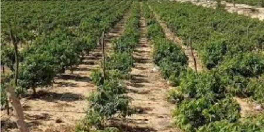 للمزارعين.. إجراءات جديدة للإتجار فى تقاوى المحاصيل الزراعية - هرم مصر