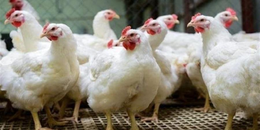 تذبذب طفيف.. أسعار الدواجن والبيض بعد آخر صعود - هرم مصر