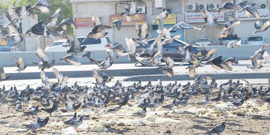 500 دينار غرامة إلقاء الأطعمة في الأماكن العامة - هرم مصر