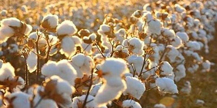 تفاصيل انطلاق موسم حصاد القطن المصري.. صنف إكسترا جيزة 99 سيكون العام المقبل - هرم مصر