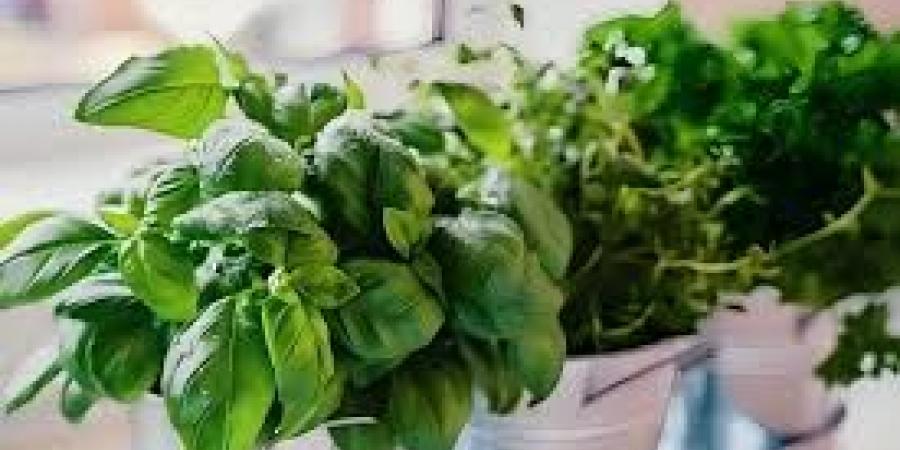 رخيصة الثمن وفوائدها مذهلة.. نبتة تخفّض ضغط الدم وتقي من السرطان - هرم مصر