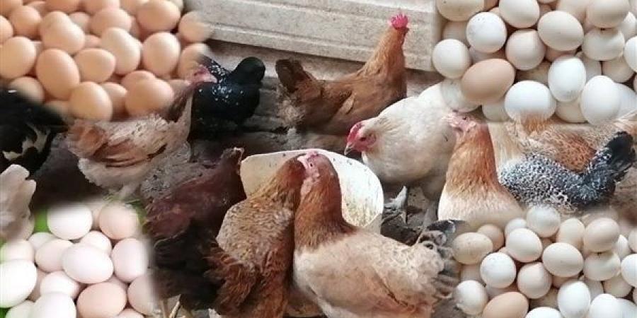 بورصة الدواجن اليوم.. أسعار الفراخ والبانيه بالأسواق اليوم الخميس 21-8-2025 - هرم مصر