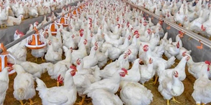 البلدي يتصدر.. تطورات جديدة في أسعار الدواجن اليوم.. الكيلو بكام؟ - هرم مصر