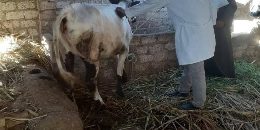 محافظ المنيا: تحصين 181 ألف رأس ماشية ضد الأمراض الوبائية لحماية الثروة الحيوانية - هرم مصر