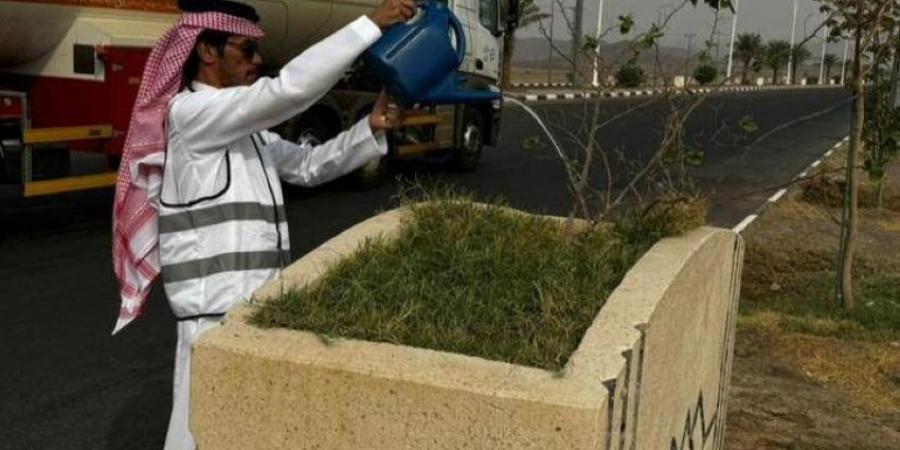 مباردة لسقيا مزروعات رنية والعناية بالنمو النباتي - هرم مصر