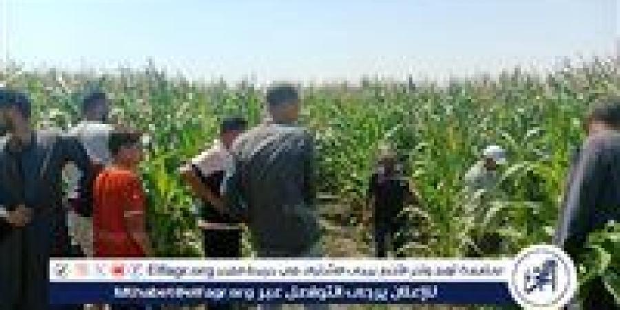 وكيل وزارة الزراعة بأسيوط يتابع يوم حقل بمركز منفلوط - هرم مصر