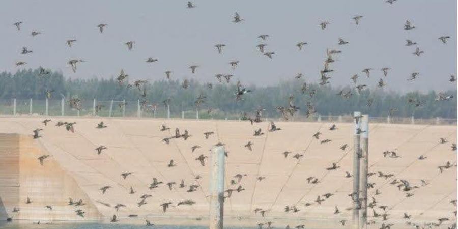 ضبط 1000 متر من شباك صيد الطيور بمحمية البرلس ضمن الاستعدادات لموسم الهجرة - هرم مصر