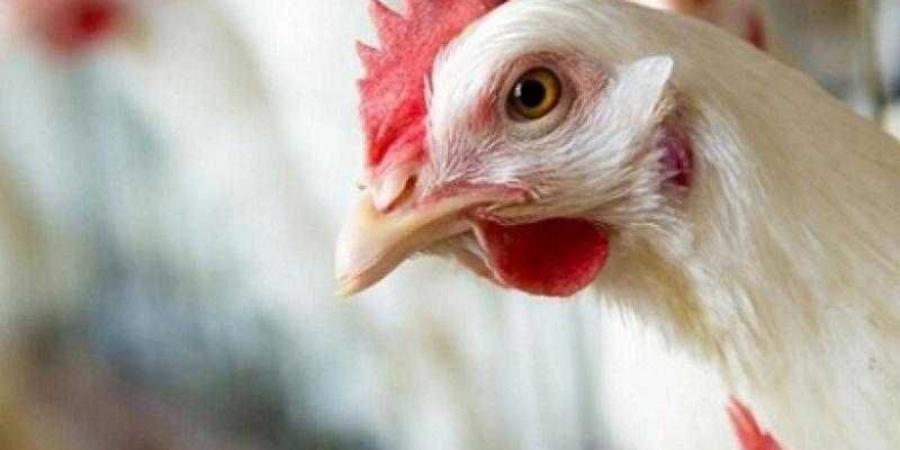 أسعار الدواجن والبيض في مصر اليوم الإثنين - هرم مصر