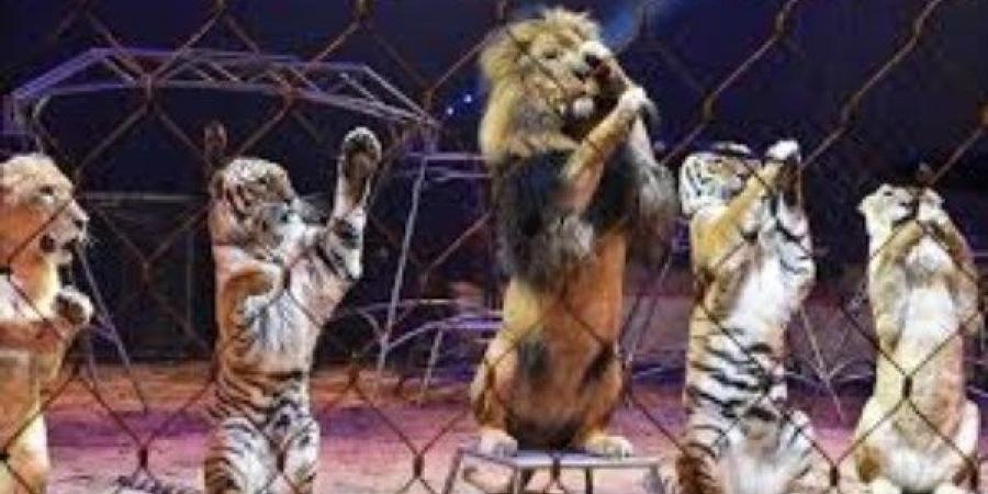 قرار عاجل في وقف استخدام الحيوانات في عروض السيرك بمصر - هرم مصر