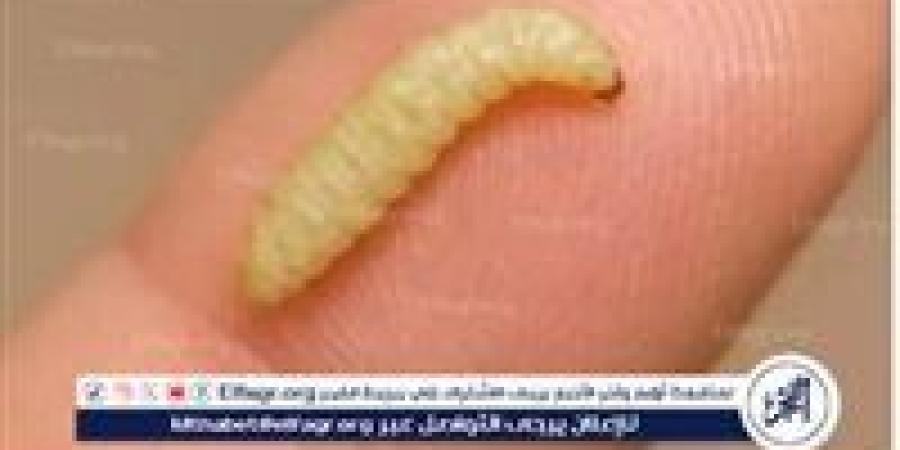تسجيل أول إصابة بشرية في الولايات المتحدة بطفيلي "الدودة الحلزونية" المرتبط بالسفر - هرم مصر